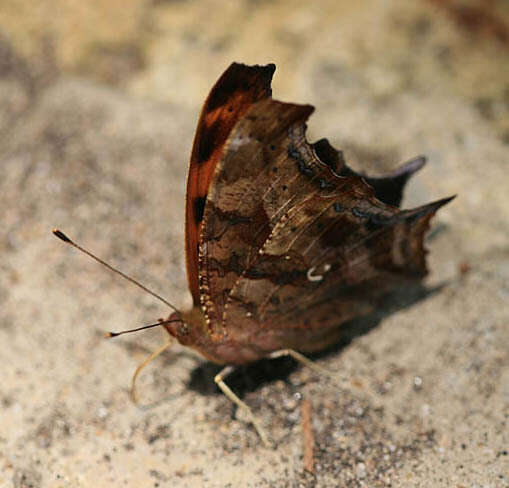 Sivun Polygonia interrogationis Fabricius 1798 kuva