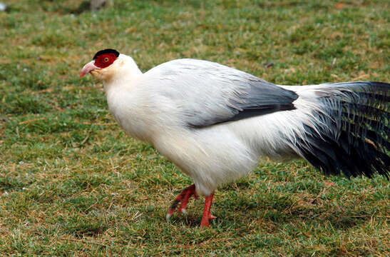 Image of White Eared Pheasant