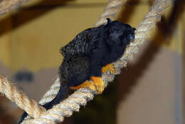 Image of Golden-handed Tamarin