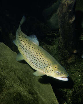 Image of Brown Trout