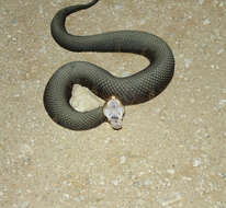 Image of Cottonmouth