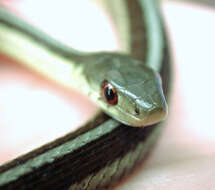 Image of Common Garter Snake