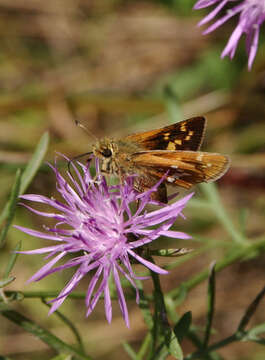 Image of Leonard's skipper