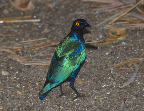 Image of Purple Glossy Starling