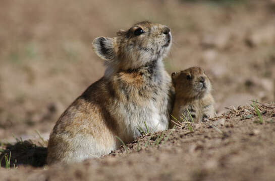 Image of Black-lipped Pika