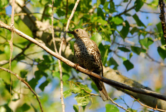 Image of Mistle Thrush