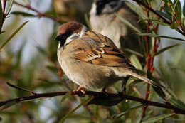 Image of Eurasian Tree Sparrow