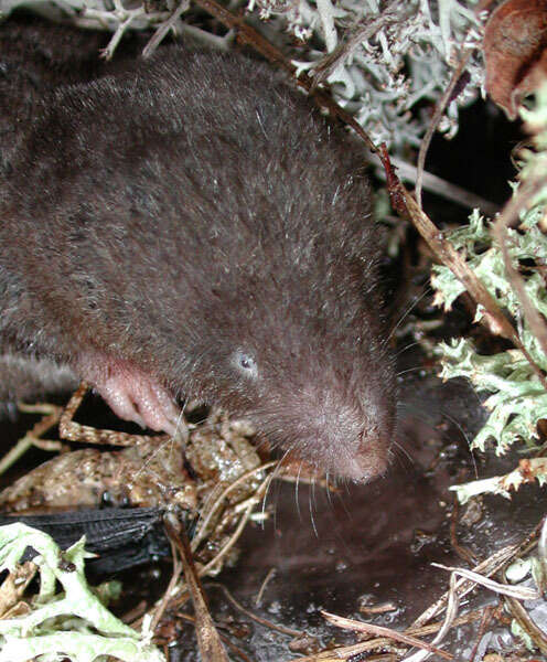 Image of American short-tailed shrew