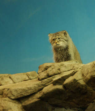 Image of Pallas’s cat