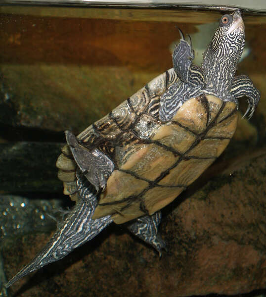 Image of False Map Turtle