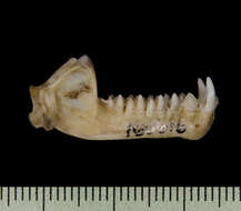 صورة Phyllostomus hastatus (Pallas 1767)