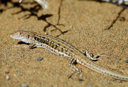 Image of Rapid Racerunner