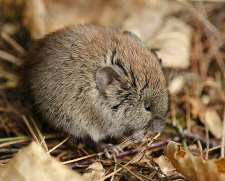 Image of Revillagigedo Island Red-backed Vole