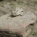 Image of Pigmy Short-Horned Lizard