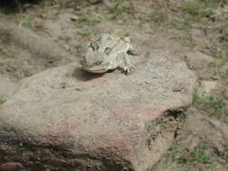 Image of Pigmy Short-Horned Lizard