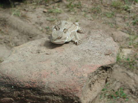 Image of horned lizard