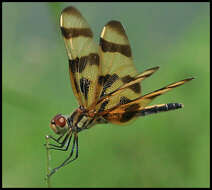 Celithemis eponina (Drury 1773) resmi