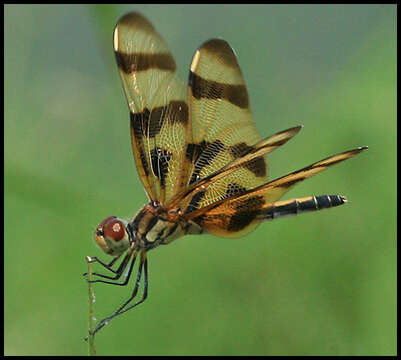 Image of Halloween Pennant