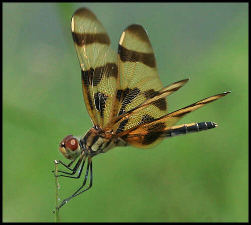 Celithemis eponina (Drury 1773) resmi