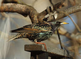 Image of Common Starling