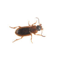 Image of Carabidae