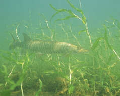 Image of Muskellunge