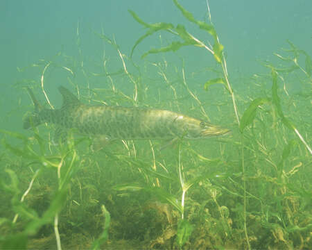 Image of Muskellunge