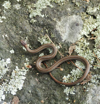 Image of Red-bellied Snake