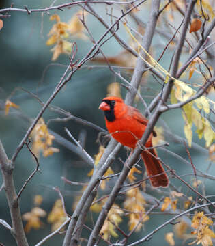 Imagem de Cardinalis Bonaparte 1838