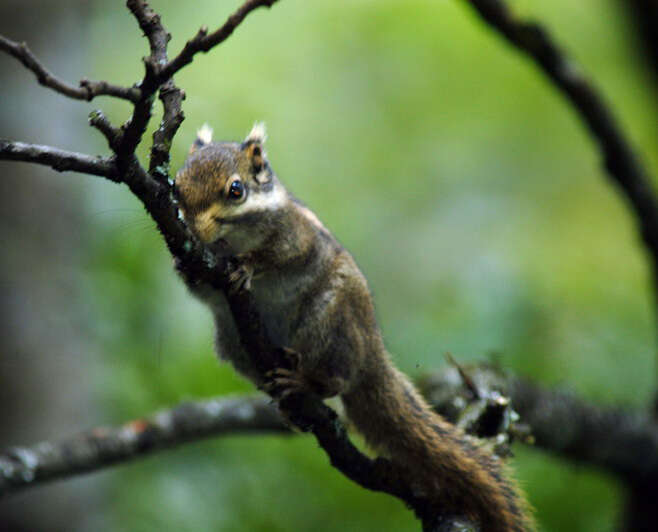 Image of Asiatic striped squirrel