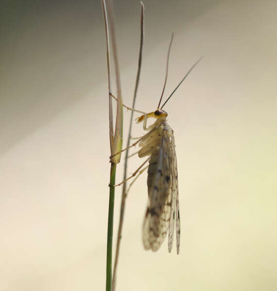 Image of scorpionflies