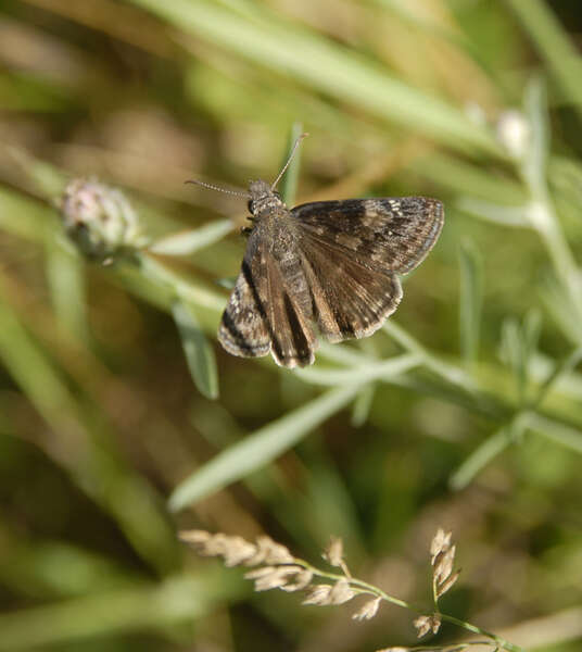 Plancia ëd Erynnis