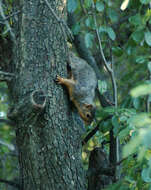 Image of Eastern Fox Squirrel