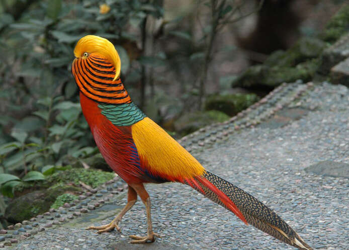 Image of Golden Pheasant