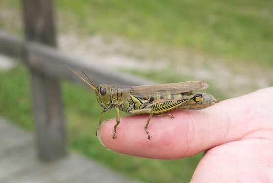 Image of Differential Grasshopper