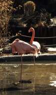 Слика од Phoenicopterus ruber Linnaeus 1758