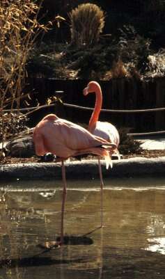 Imagem de Phoenicopterus ruber Linnaeus 1758