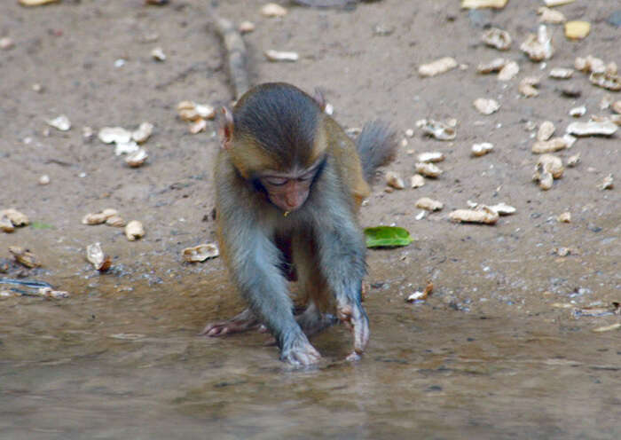 Image of Rhesus Monkey