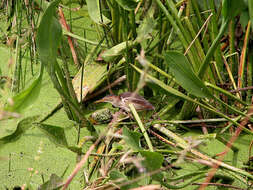 Image of Least Bittern