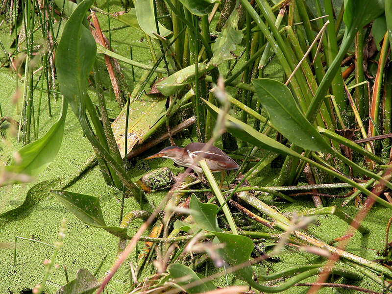 Image of Least Bittern