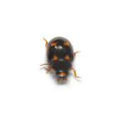 Image of Coccinellidae