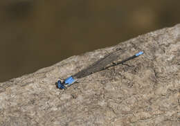 Image of Blue-fronted Dancer