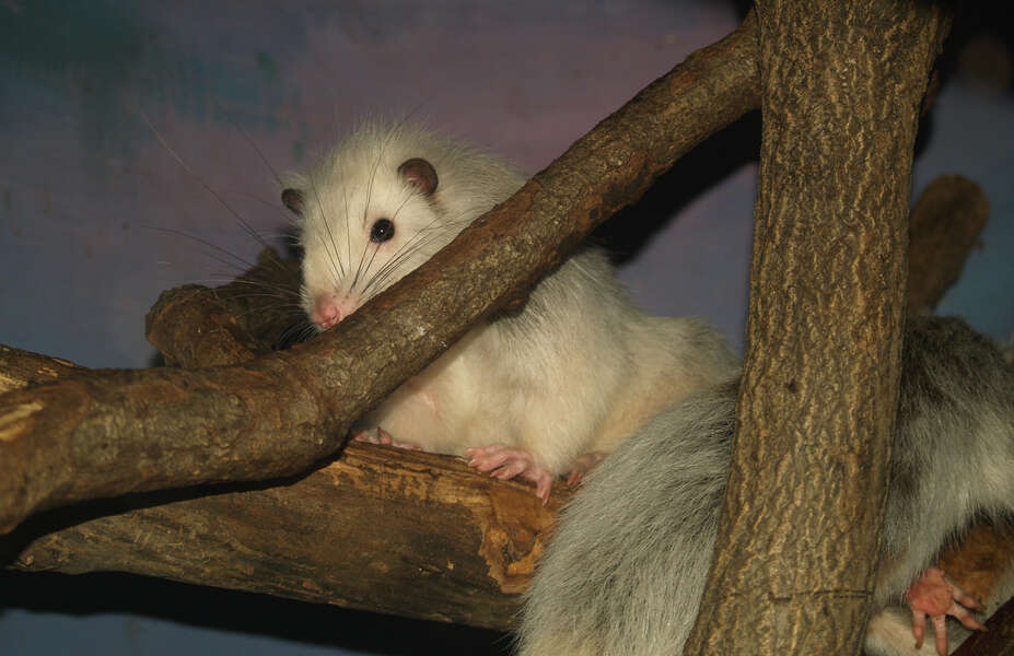 Image of cloud rat