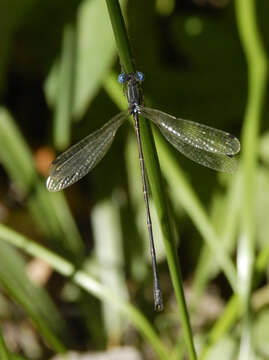 Image of Slender Spreadwing