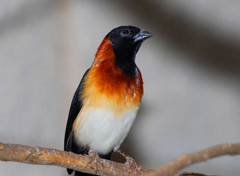 Image of Eastern Paradise-whydah