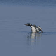 Image of Common Loon