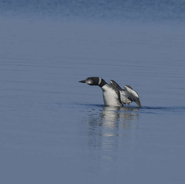 Image of Common Loon