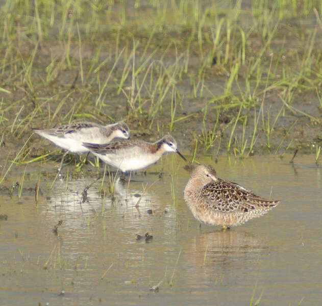 Image of Long-billed Dowitcher