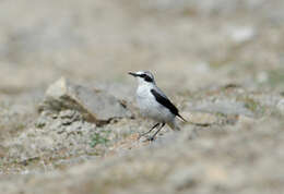 Image of European Wheatear