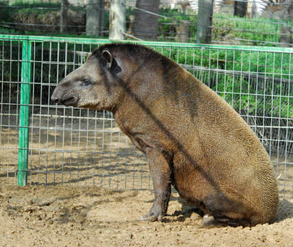 Image of tapir